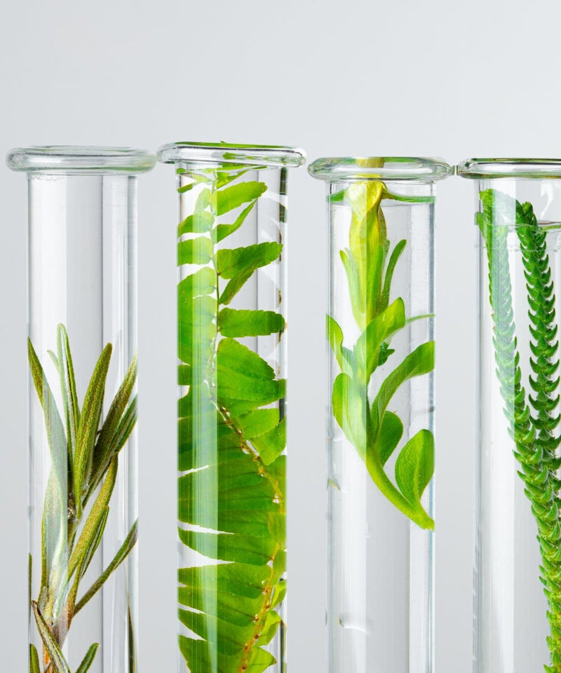Botanical Science Skincare – How we blend edible purity with science-backed actives
