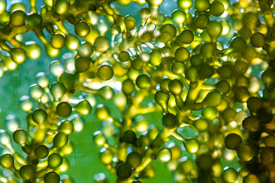 Fermented alteromonas seaweed